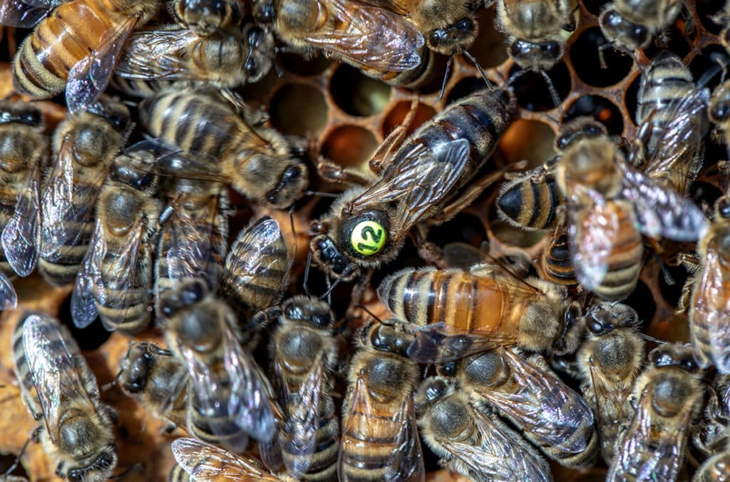 Bienenprodukte als Nahrungsergänzungsmittel: Gesundheitliche Vorteile für ein ausgewogenes Leben