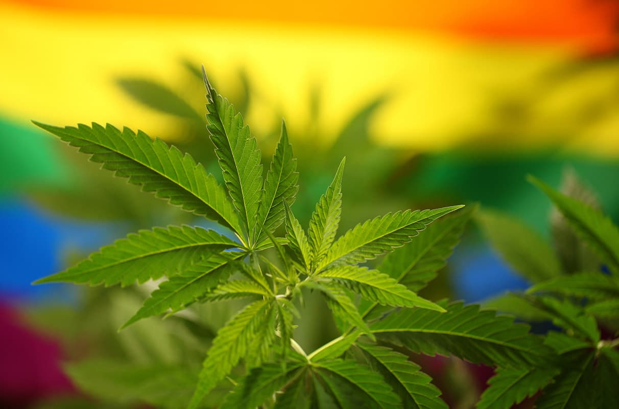 Direkt aus der Seedbank zu dir – Hanfsamen bestellen leicht gemacht