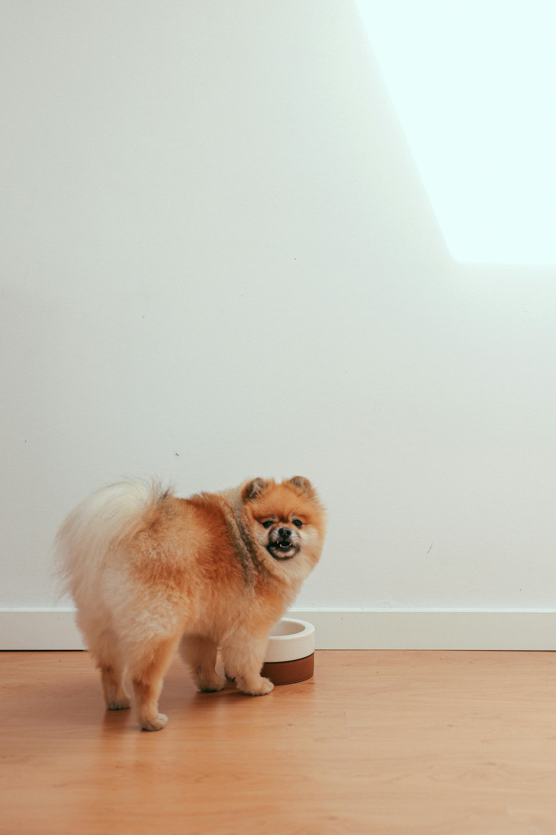 ollie dog food complaints