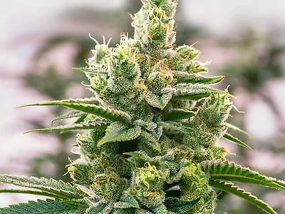 Seltene Raritäten: Exklusive Marihuanasamen bei Cannapot