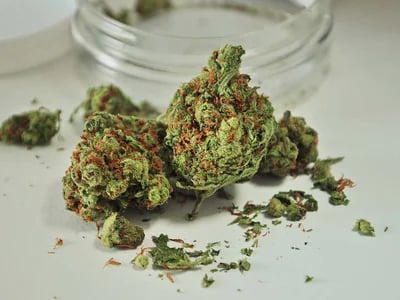 Direkt aus der Seedbank zu dir – Hanfsamen bestellen leicht gemacht