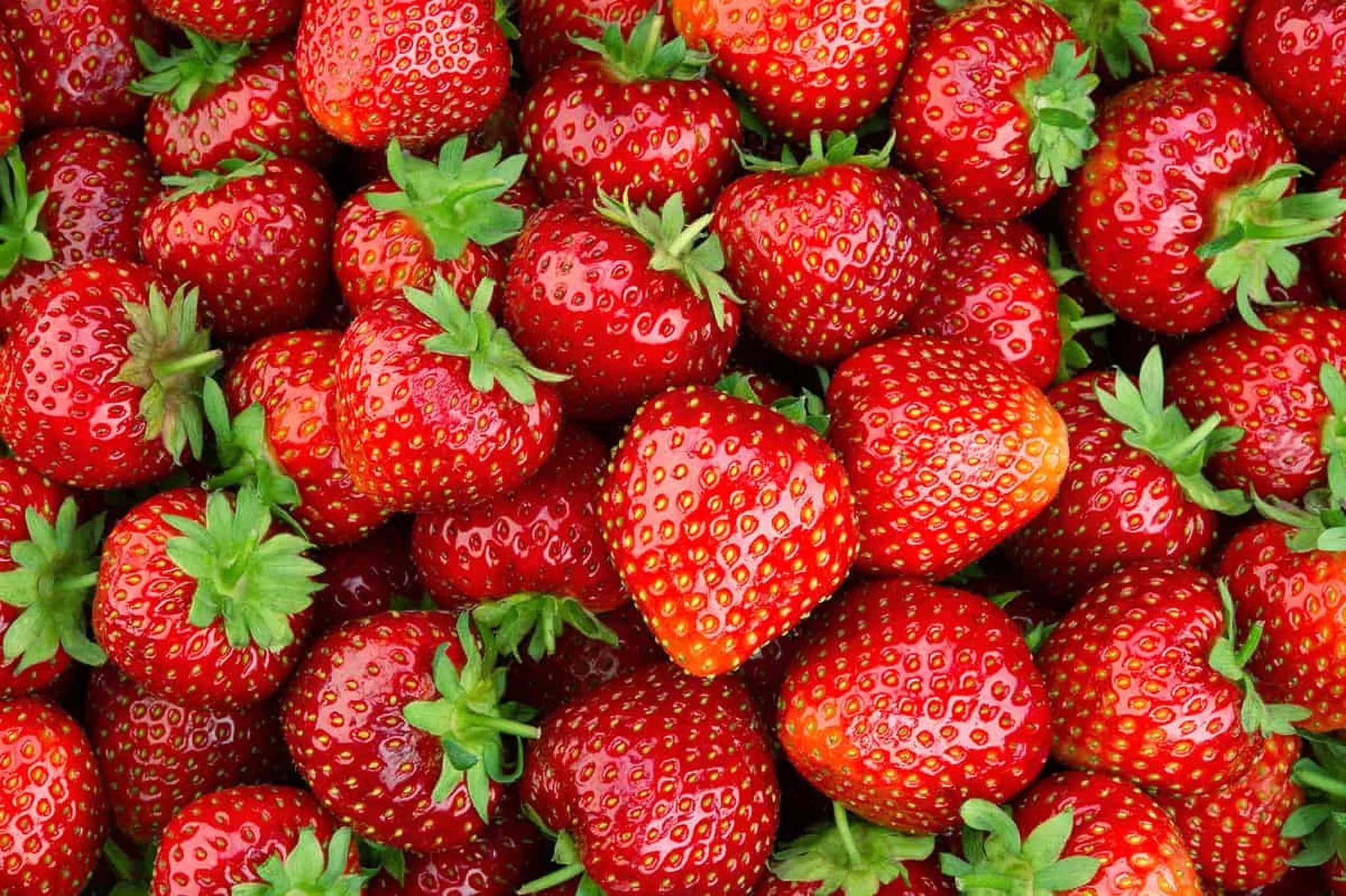 Leben Sie natürlich mit NutriPurs köstlichen Angeboten