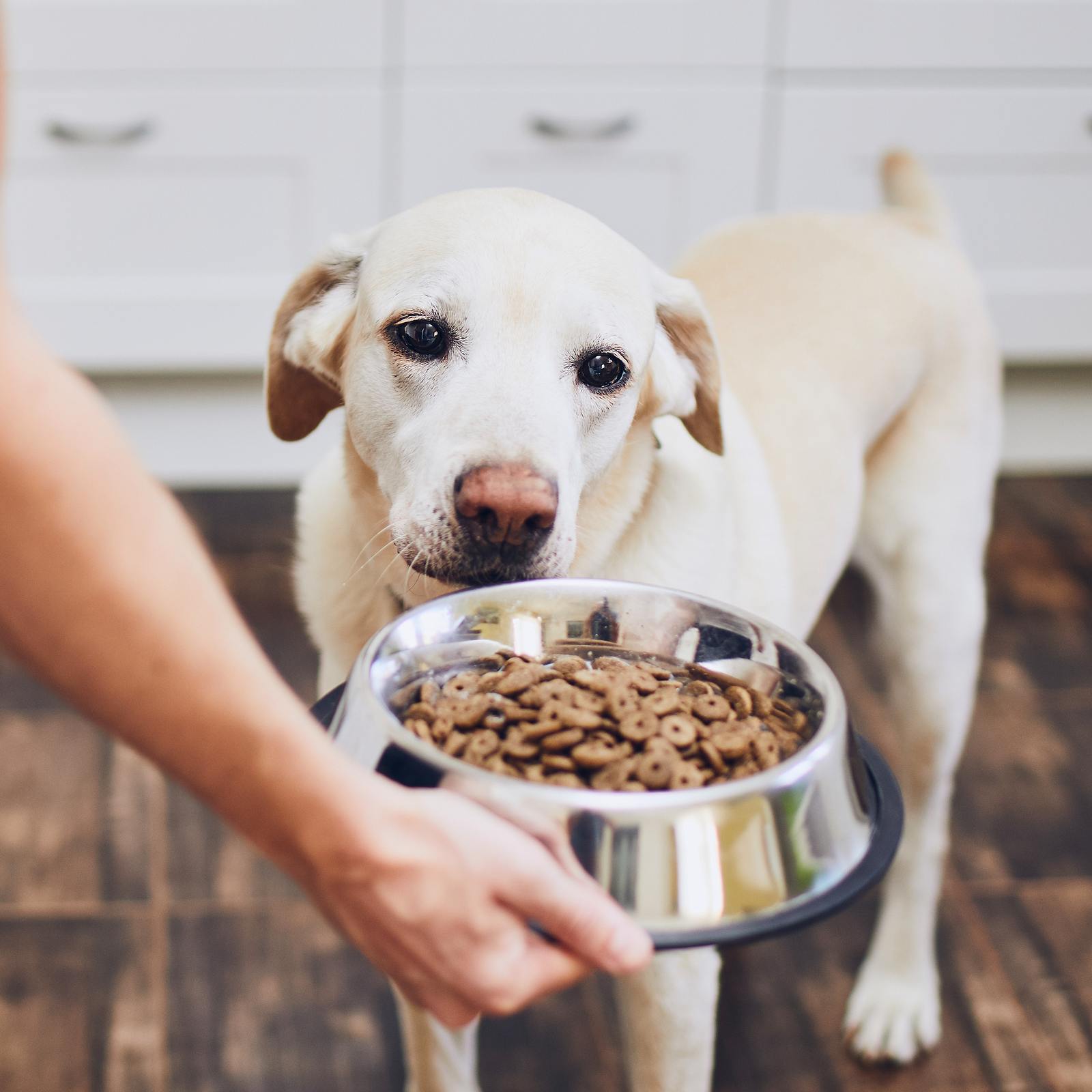 Premium Hundefutter: Hochwertige Zutaten für maximale Vitalität