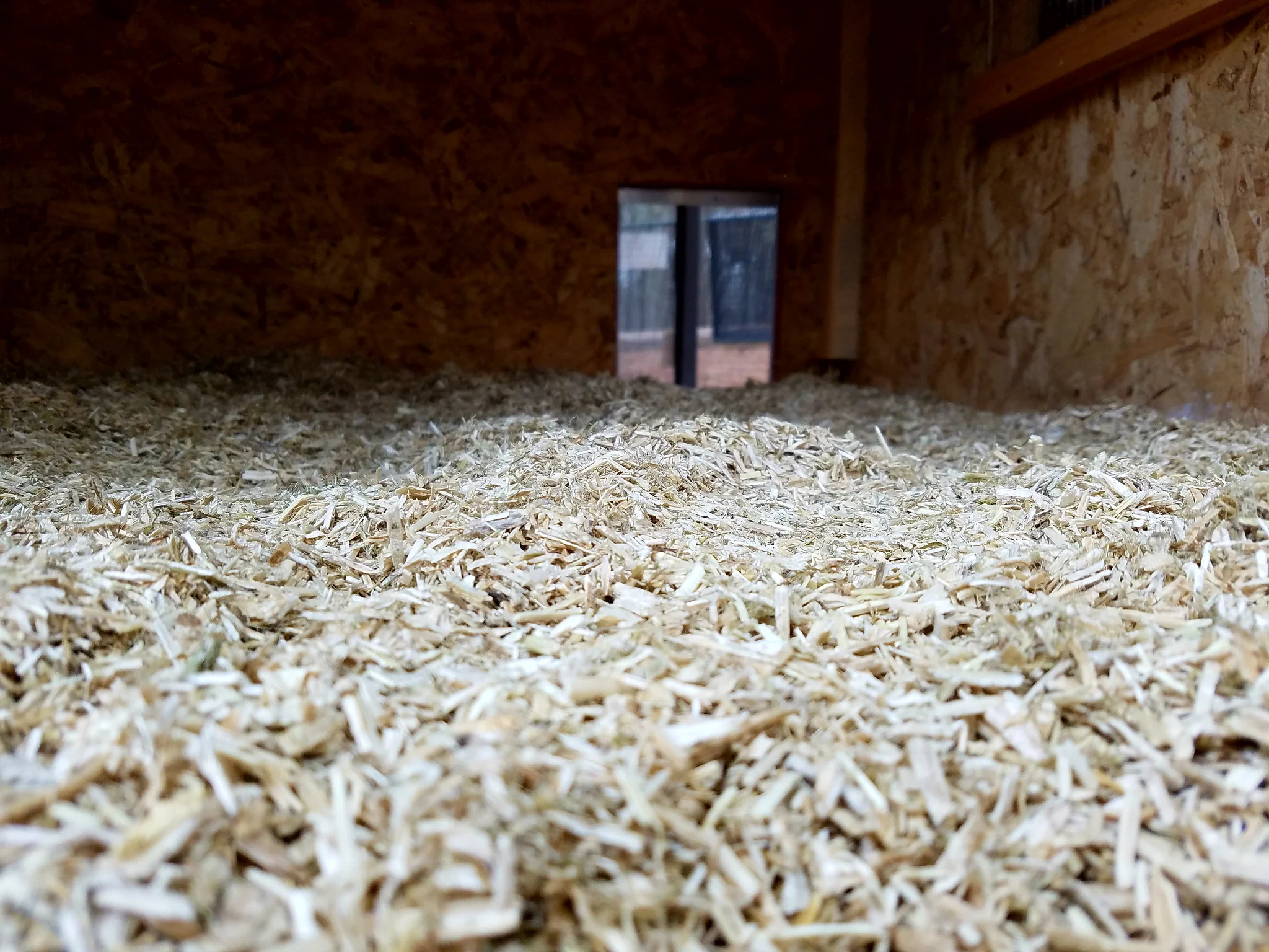 Warum Tierhalter auf Hanfeinstreu umsteigen sollten