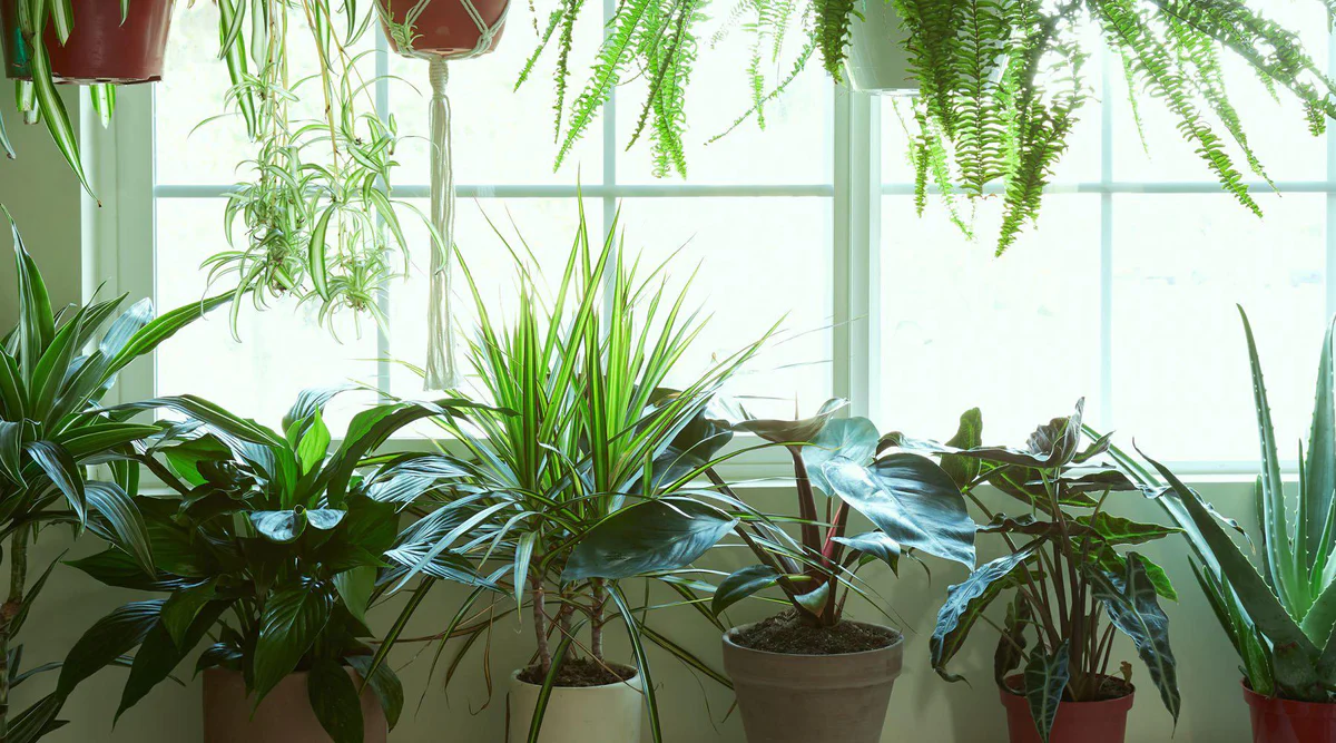 Pflanzen online kaufen: Die Vorteile von Pflanze2Go für Gartenfreunde