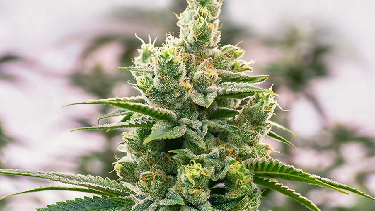 Seltene Raritäten: Exklusive Marihuanasamen bei Cannapot