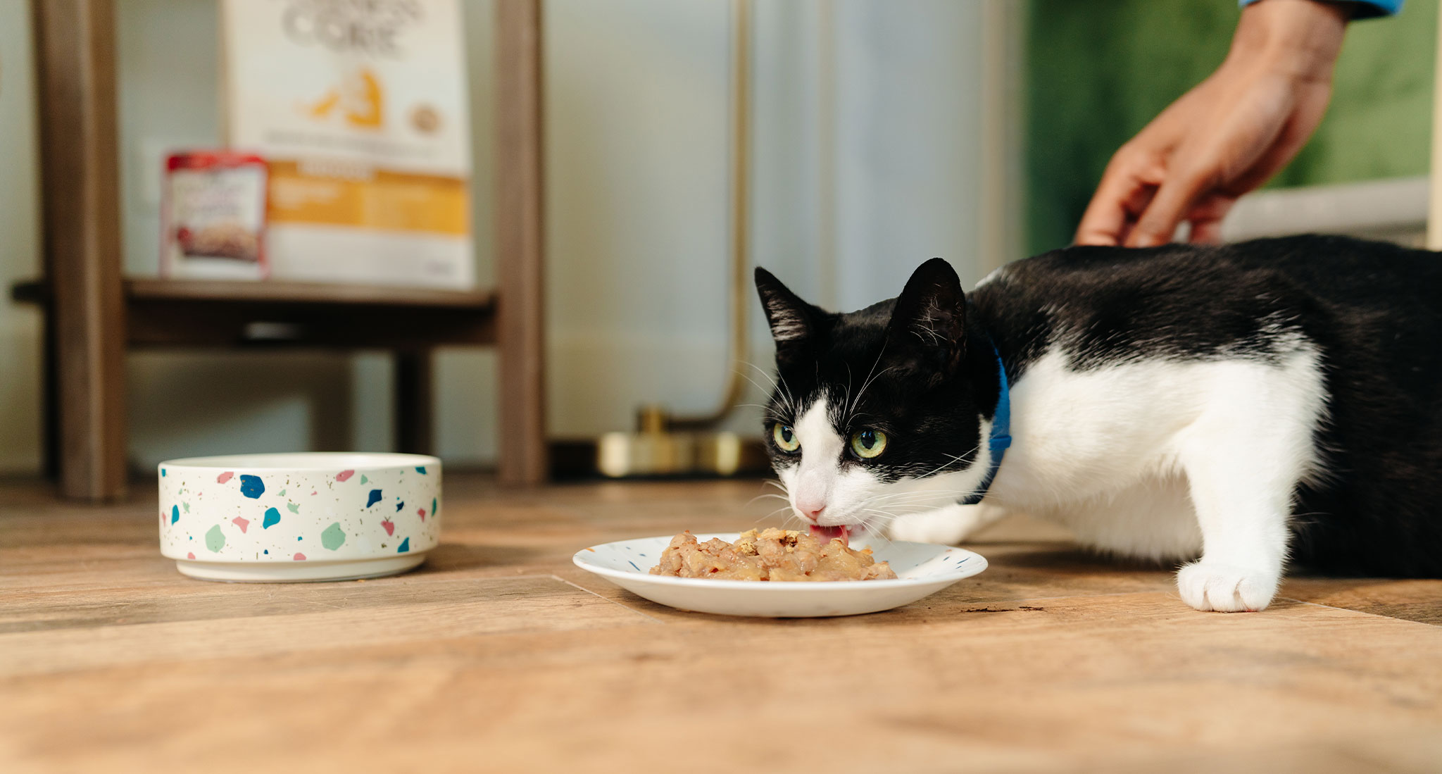 Leckere Katzenfutter: Entdecke die Vielfalt des Catfood