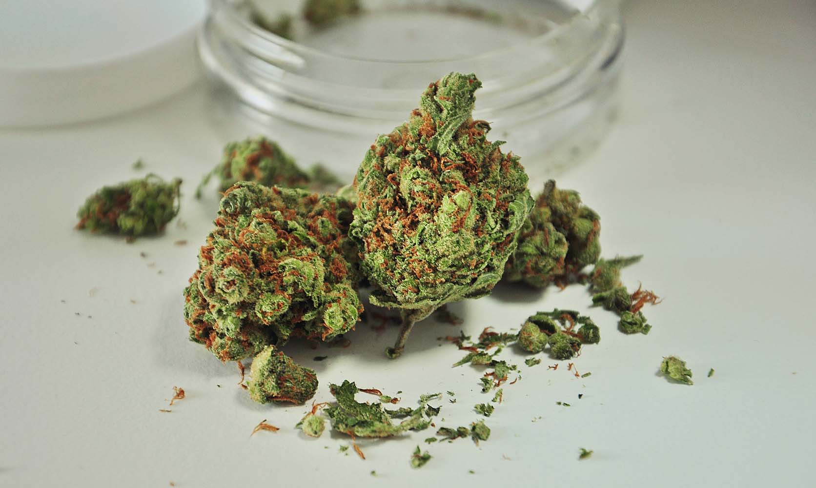Direkt aus der Seedbank zu dir – Hanfsamen bestellen leicht gemacht