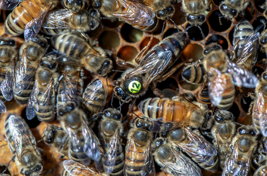 Bienenprodukte als Nahrungsergänzungsmittel: Gesundheitliche Vorteile für ein ausgewogenes Leben
