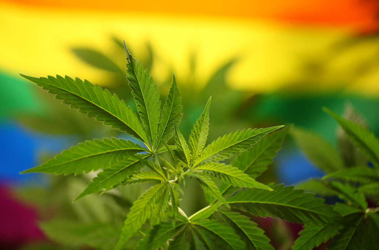 Direkt aus der Seedbank zu dir – Hanfsamen bestellen leicht gemacht