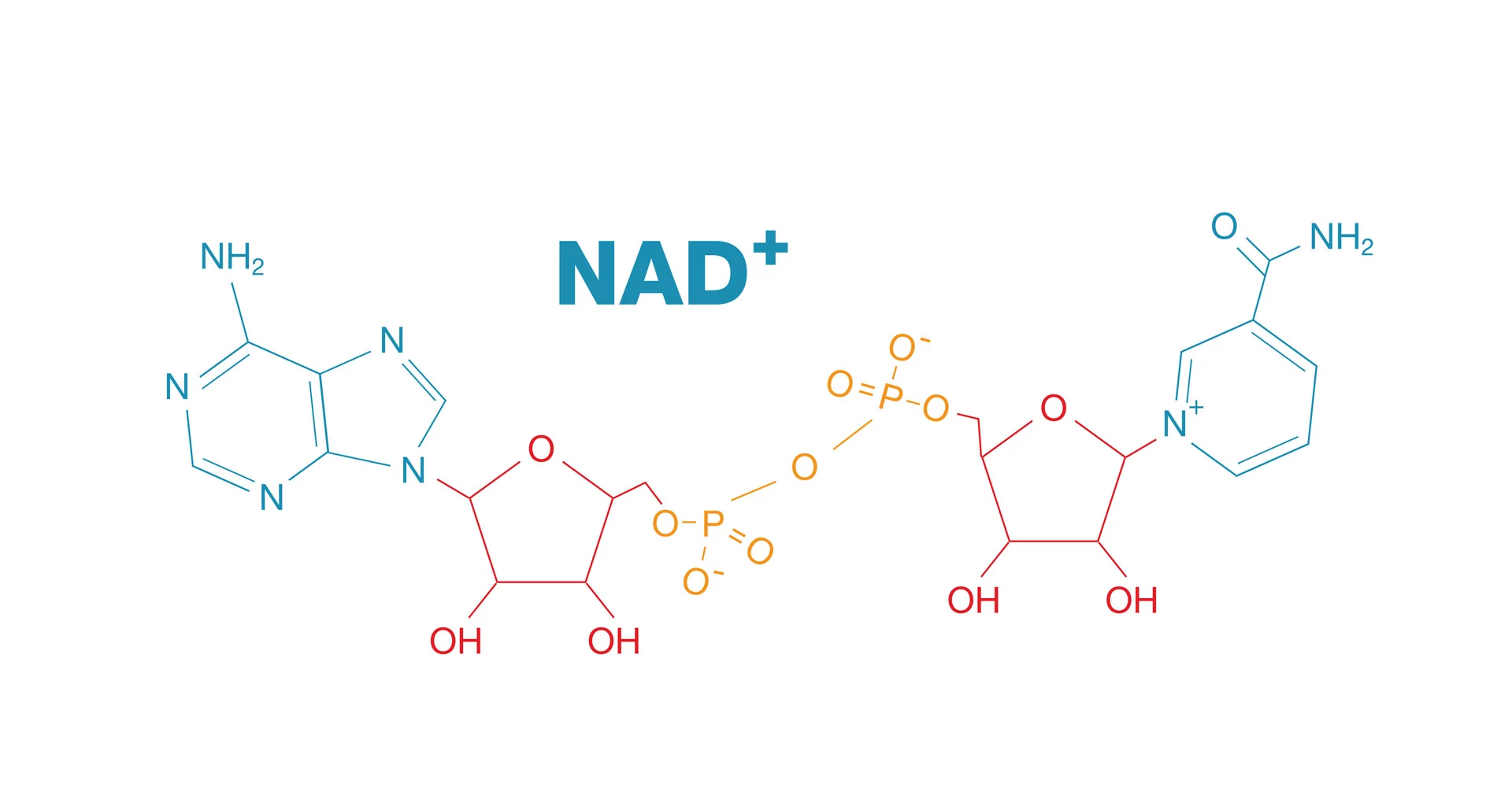 NAD+ – Der Schlüssel zur Präventivmedizin und einem gesunden Altern
