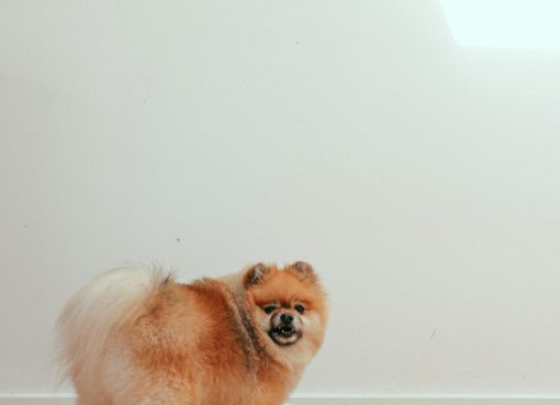 ollie dog food complaints